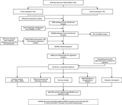 Progressions of the correlation between lipid metabolism and immune infiltration characteristics in gastric cancer and identification of BCHE as a potential biomarker